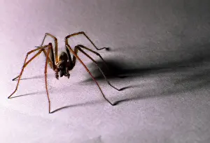 Tegenaria: House SPIDER - hairy with shadow