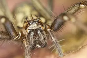 211119: House Spider on leaf - Norfolk UK
