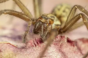 211119: House Spider on leaf - Norfolk UK