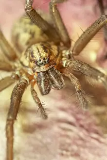 211119: House Spider on leaf - Norfolk UK