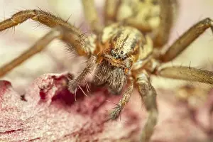 211119: House Spider on leaf - Norfolk UK