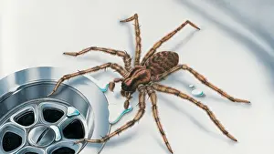 Gigantea: House Spider Near Plug Hole