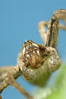 Palps: House Spider - Showing eyes palps and jaws
