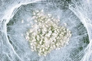 Spiderling: House SPIDER - spiderlings
