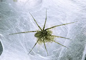 Spiderling: HOUSE SPIDER - and Spiderlings