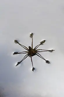 Araneae: House spider (Tegenaria sp) on water, Guadeloupe