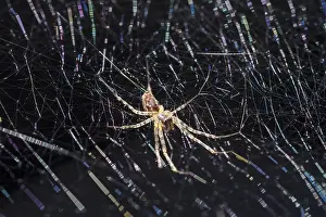 211119: House Spider on web - Norfolk UK