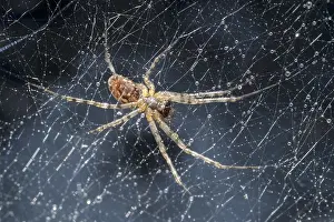 211119: House Spider on web - Norfolk UK
