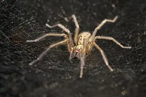 211119: House Spider on web - Norfolk UK