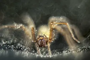 211119: House Spider on web - Norfolk UK