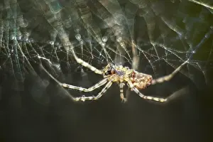 211119: House Spider on web - Norfolk UK