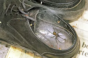 Shoes: HOUSE SPIDER - in web in old shoe