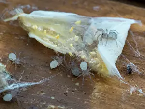 Tegenaria: House Spiders