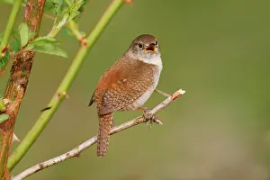 Aedon: House Wren