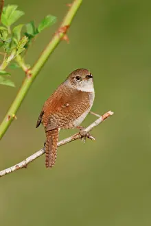 Aedon: House Wren