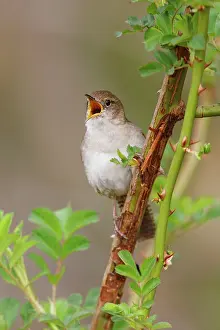 Aedon: House Wren
