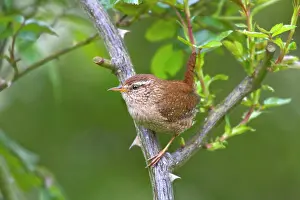 Aedon: House Wren