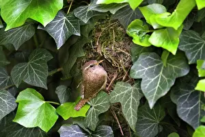Aedon: House Wren