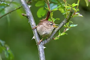 Aedon: House Wren