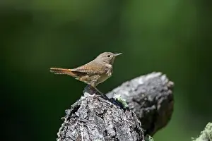 Wrens: House Wren