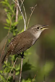Hedgerows: House Wren