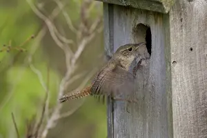 Hedgerows: House Wren