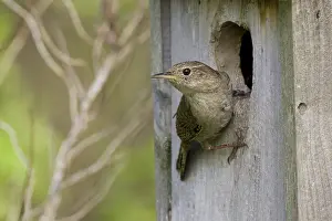 Hedgerows: House Wren