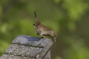 Hedgerows: House Wren