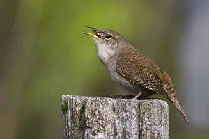 Attract: House Wren