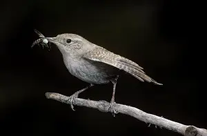 Troglodytidae: House Wren