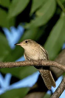 Aedon: House Wren