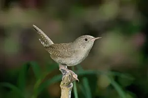 Aedon: House Wren