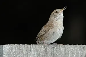 Aedon: House Wren