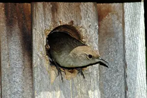 Birdhouse: House Wren