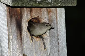Birdhouse: House Wren