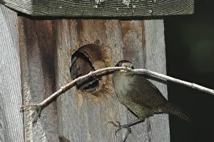 Birdhouse: House Wren