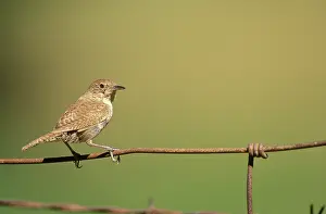 Troglodytidae: House Wren