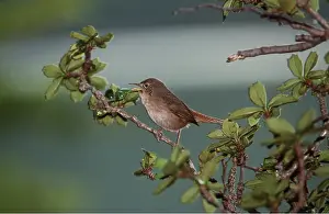 Yves Bilat: HOUSE WREN - on branch, singing