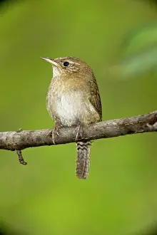 Aedon: House Wren - brown-throated race
