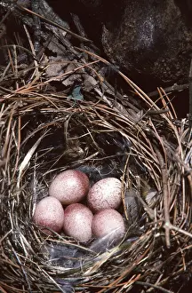 Cavities: House Wren Eggs