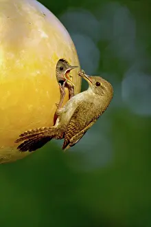 Aedon: House Wren feeding young