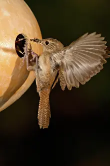 Aedon: House Wren feeding young