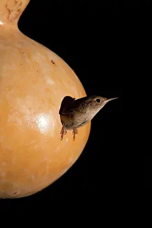Perching: House Wren nesting in gourd