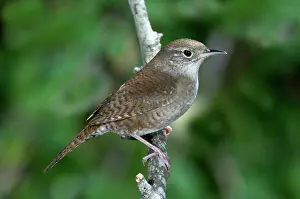 Aedon: House Wren (Troglodytes aedon)