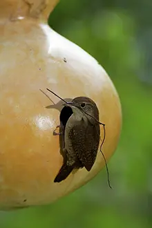 Gourd: House Wren with twig