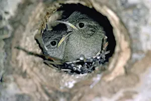 Nestlings: House Wren young at nest hole