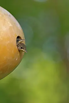 Calabash: House Wren young in nesting gourd