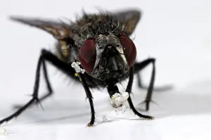 Housefly: Housefly