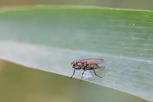 Housefly: Housefly
