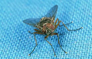 Muscidae: HOUSEFLY / CLUSTER FLY - on blue tablecloth